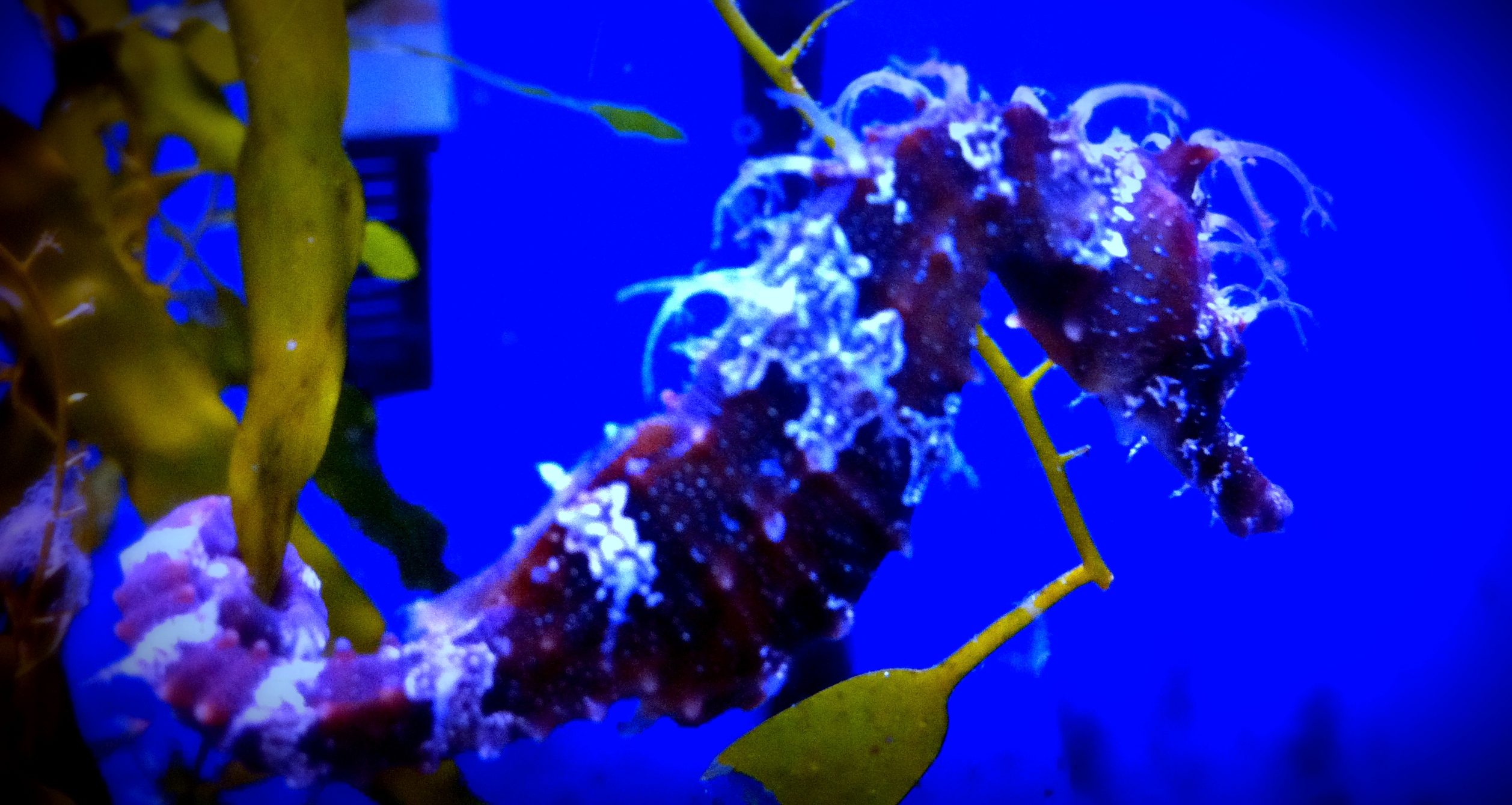 Exotic seahorses for sales sale